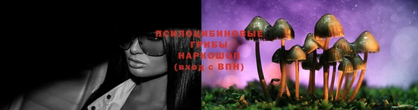 прущие грибы Абинск